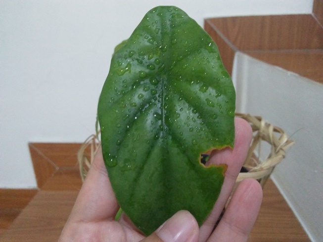 Alocasia Clypeolata