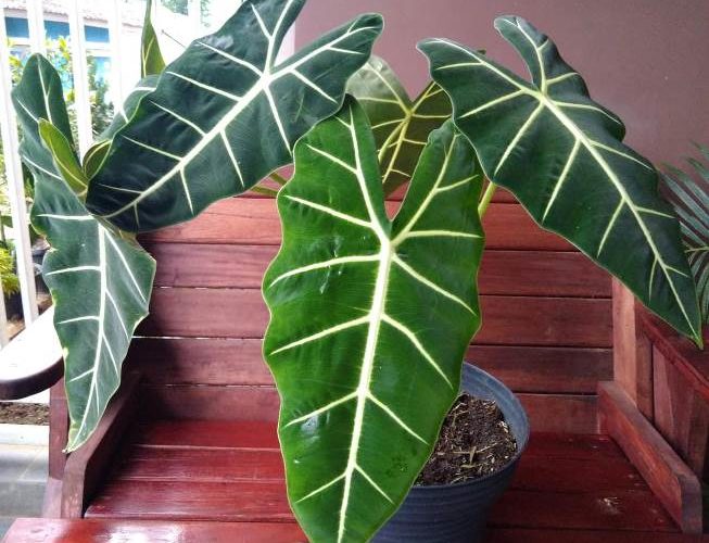Alocasia Frydek
