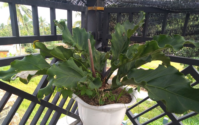Anthurium Plowmanii