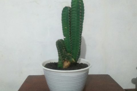 Cereus Cactus
