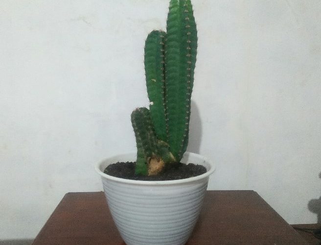 Cereus Cactus