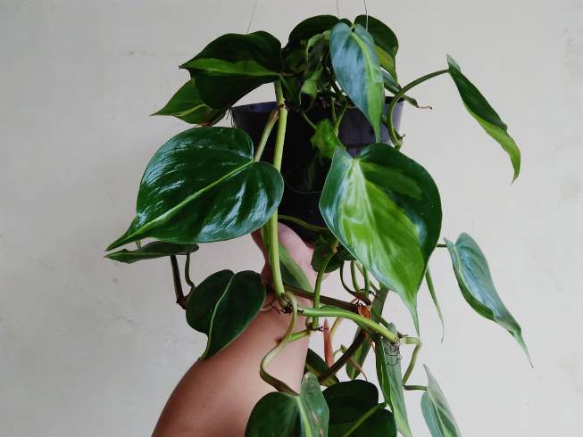 Devil’s Ivy Plant