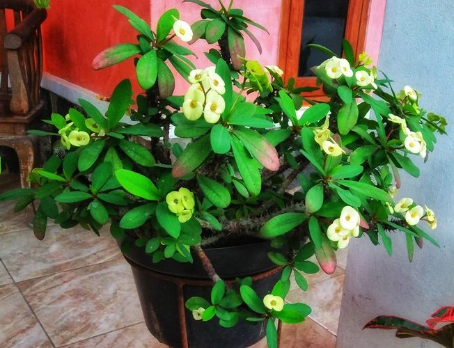 Euphorbia Milii