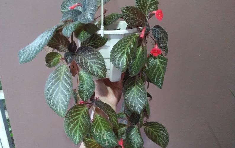 Hanging Plant