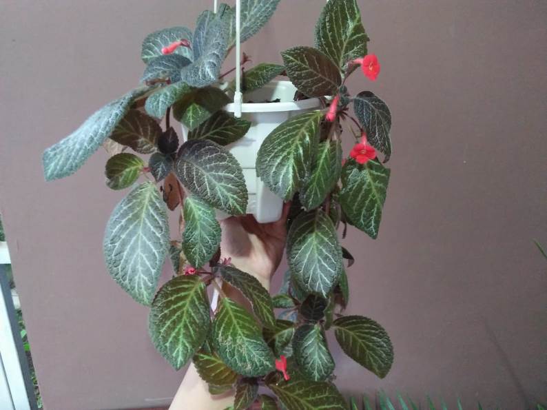 Hanging Plant