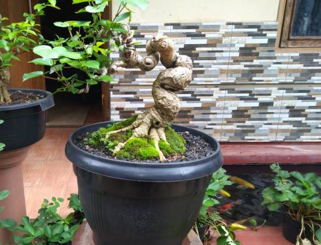 Hibiscus Tiliaceus