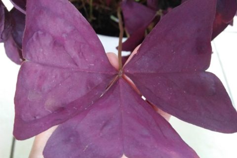 Oxalis Tringularis