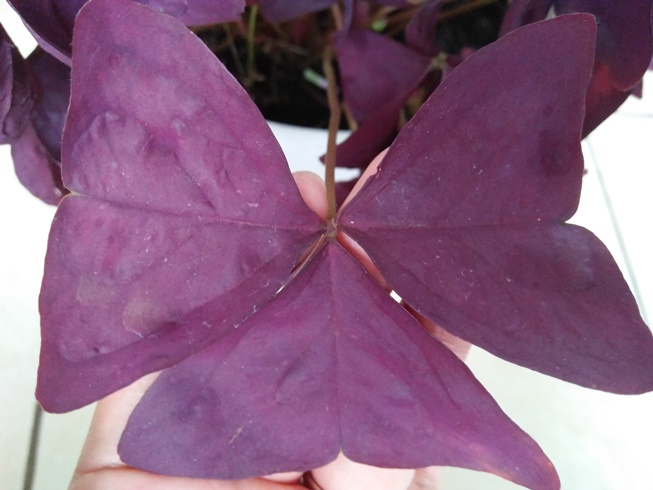 Oxalis Tringularis