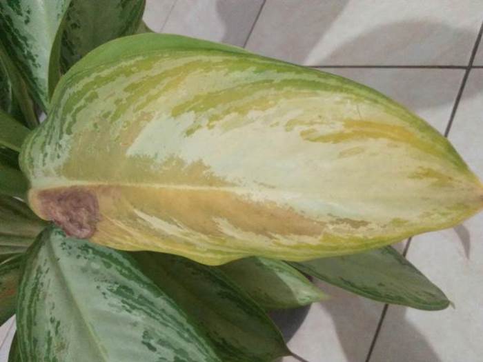 Plant that’s Turning Yellow