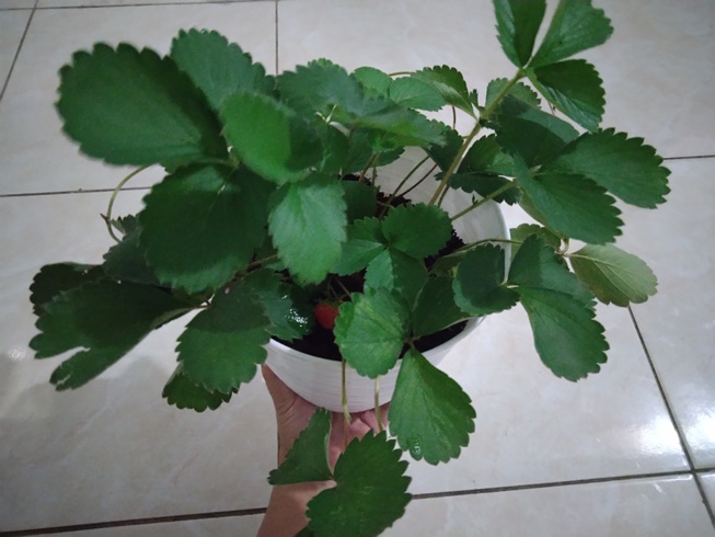 Strawberry Plant