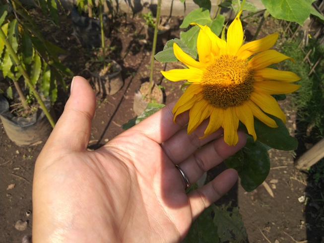 Sunflower