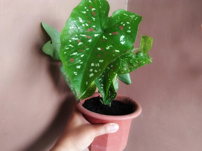 Tricolor Caladium