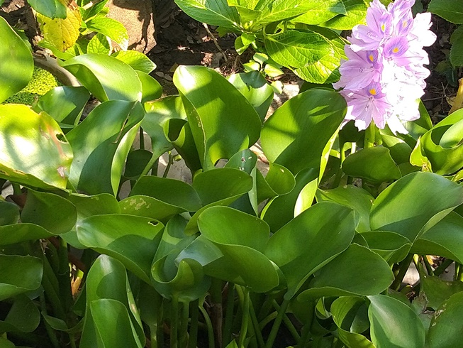 Water Hyacinth