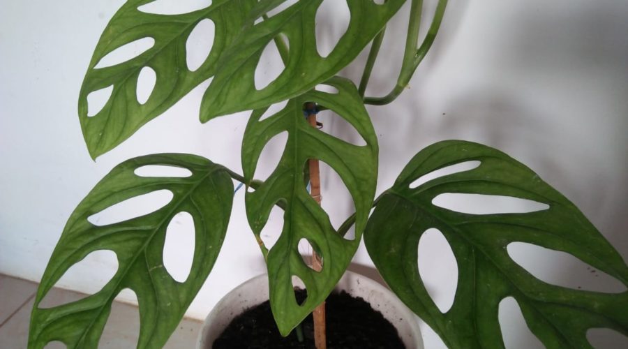Monstera Adansonii