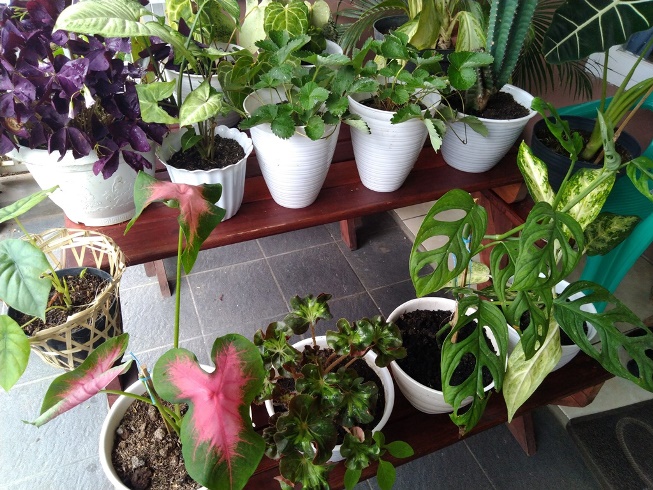 Collections of Alvar Florist
