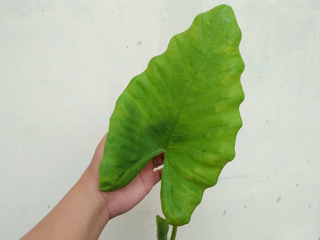 Alocasia Odora Leaves