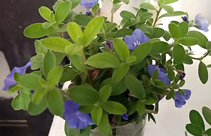 Baby Blue Eyes Flower