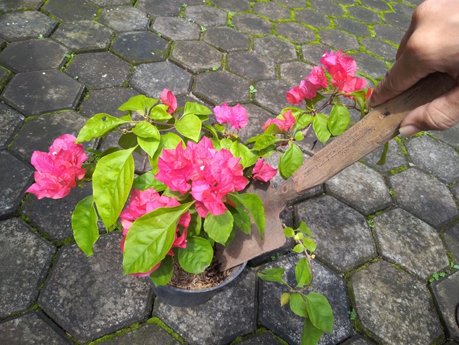 Bougainvillea