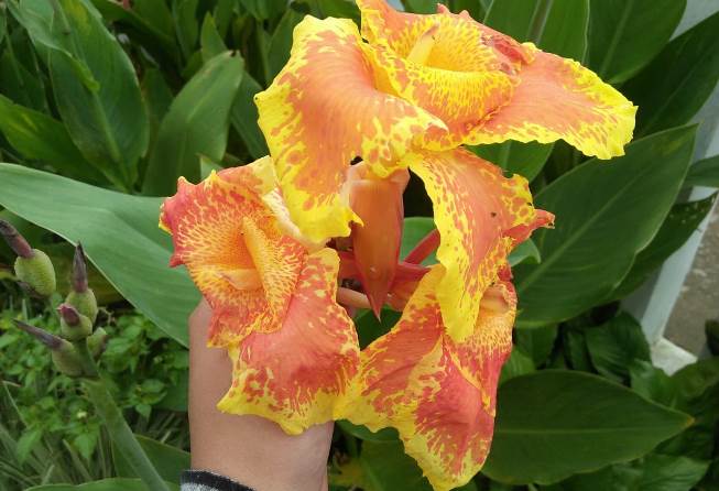 Canna Lily 1