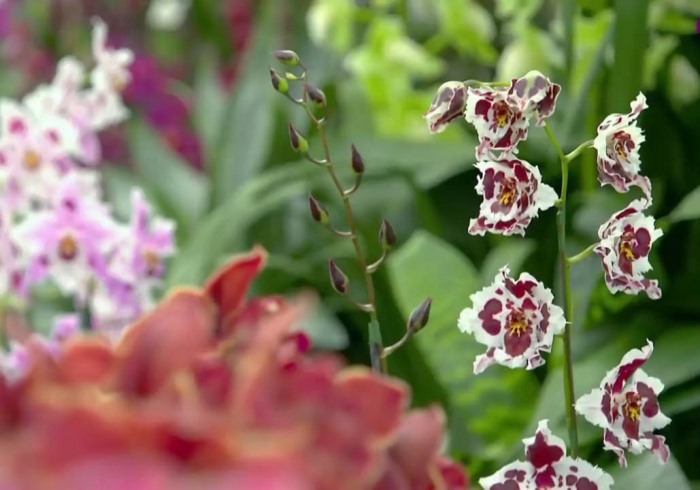 Chelsea Flower Show