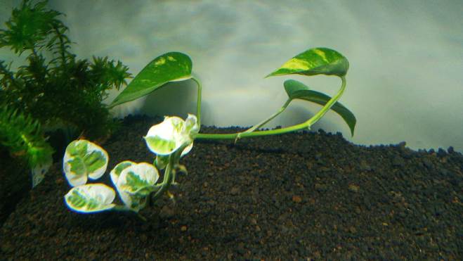 Devil's Ivy Plant in the Aquarium