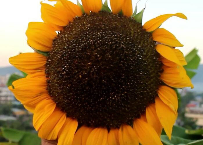 Giant sunflower