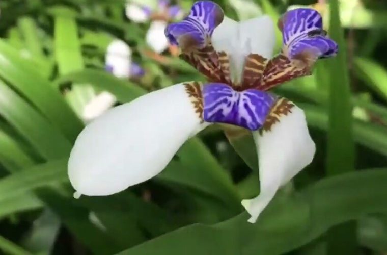 IRIS