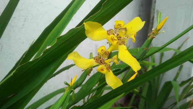 Iris Flower