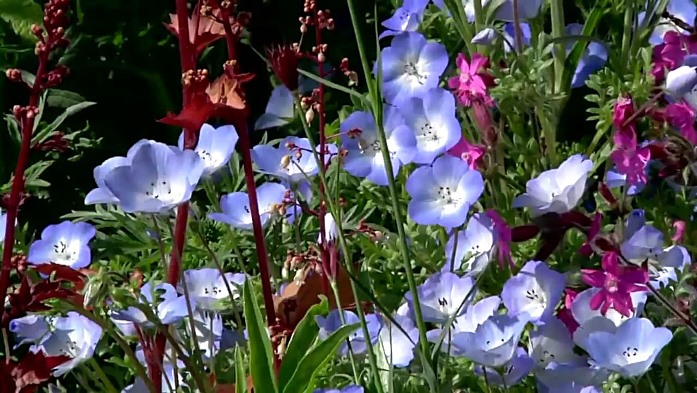 Nemophila Insignis