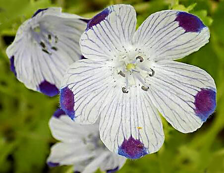 Nemophila Maculata Five Spot Flowers