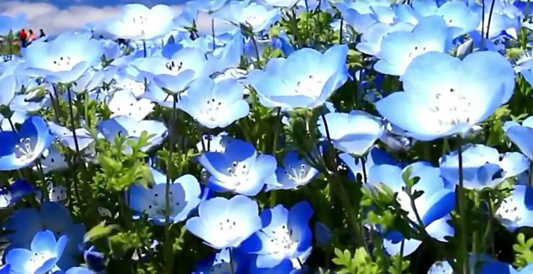 Nemophila