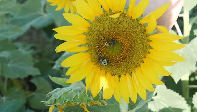Organic black oil sunflower