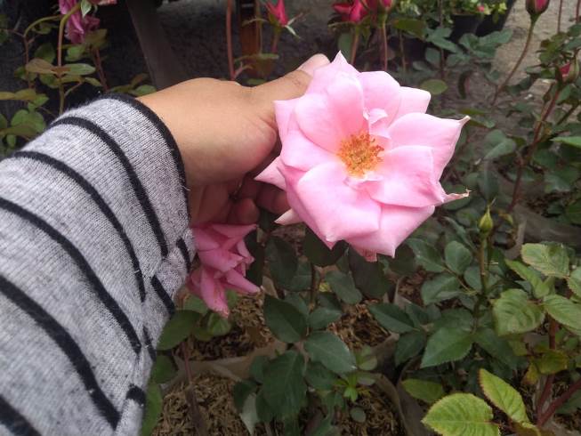 Pink Rose