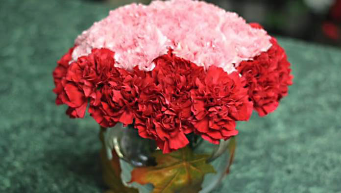 Pink carnations flower