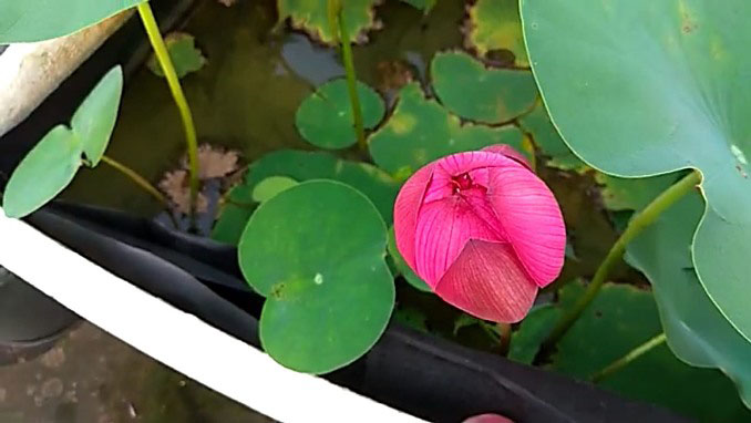 Red Lotus