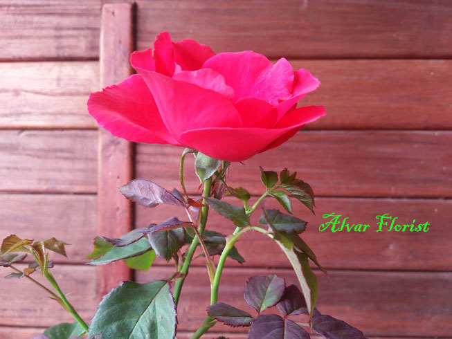Red Rose