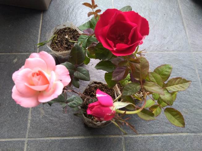 Roses