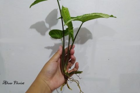 Syngonium Root