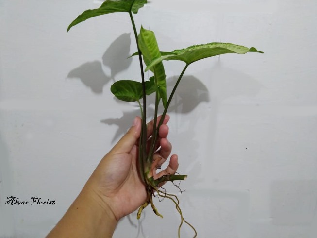 Syngonium Root