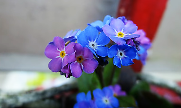 Forget me not flowers