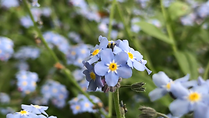 Forget me not