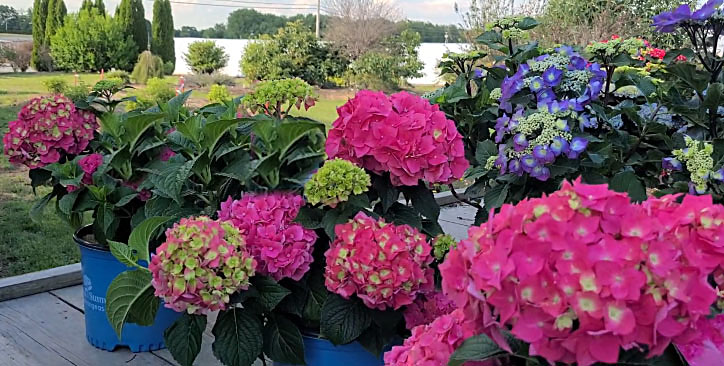 Hydrangea Endless Summer