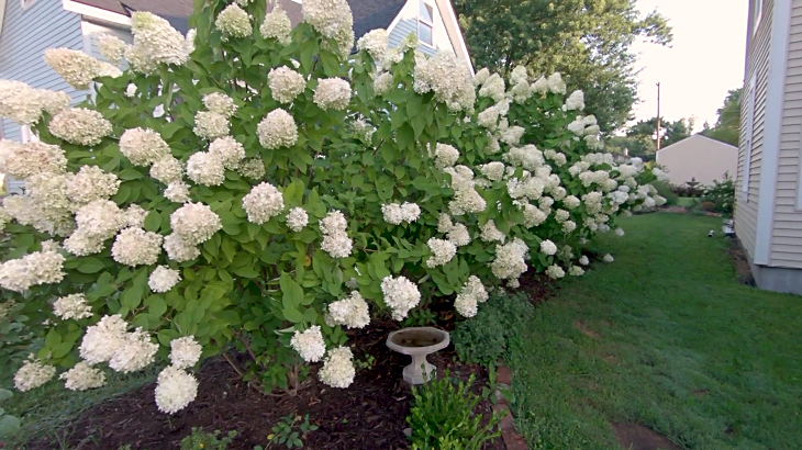 Image of Limelight hydrangea in winter 2