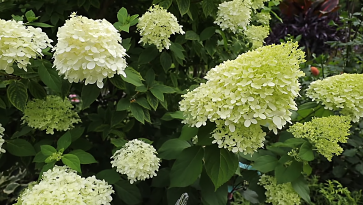 Limelight hydrangea