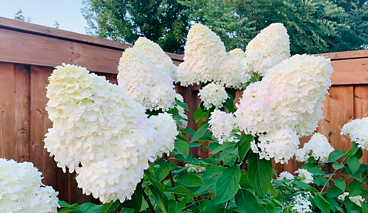 Limelight hydrangea tree