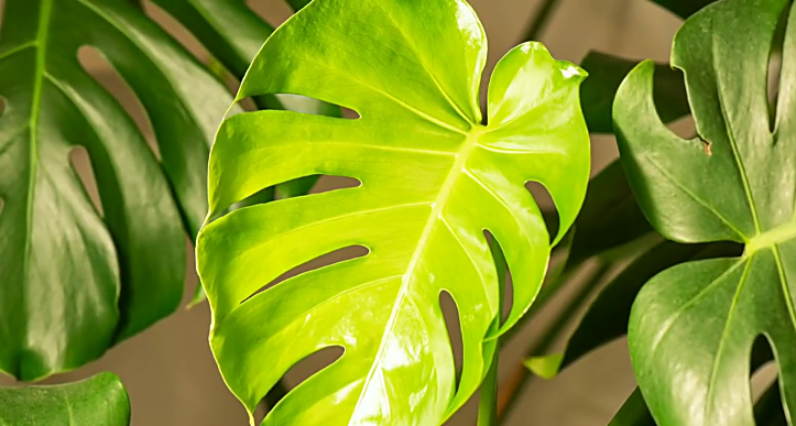 Monstera Borsigiana
