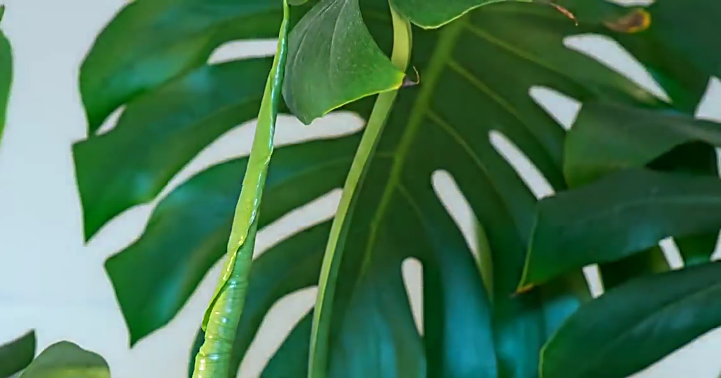 Monstera Deliciosa plant