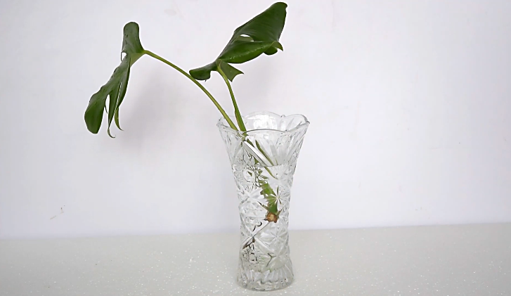 Monstera albo in a glass