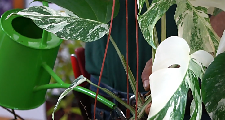 Monstera properly