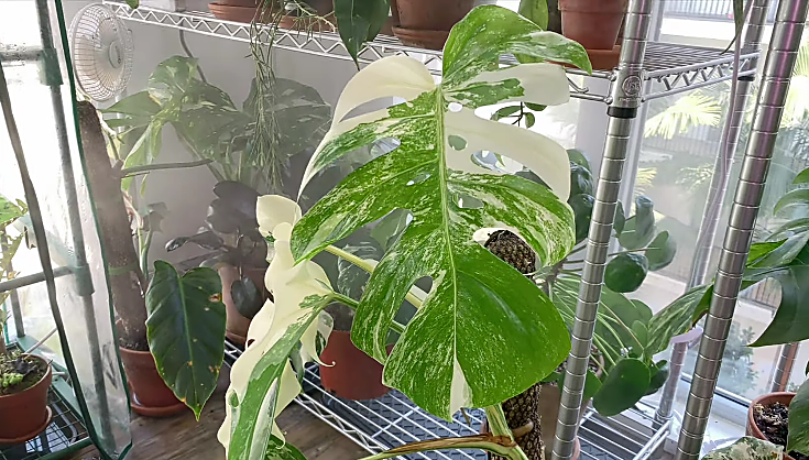 Monstera